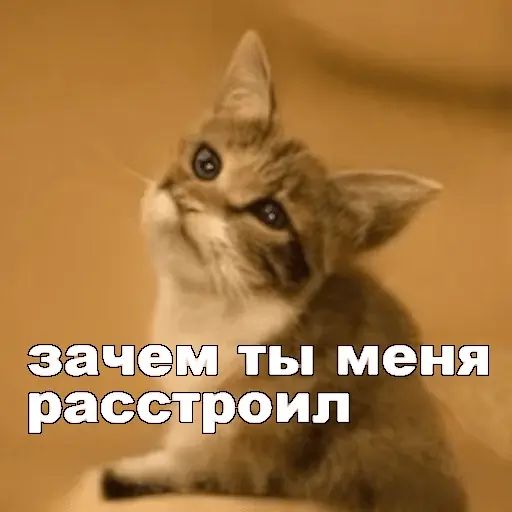 Стикер «Несуществующие коты-11»