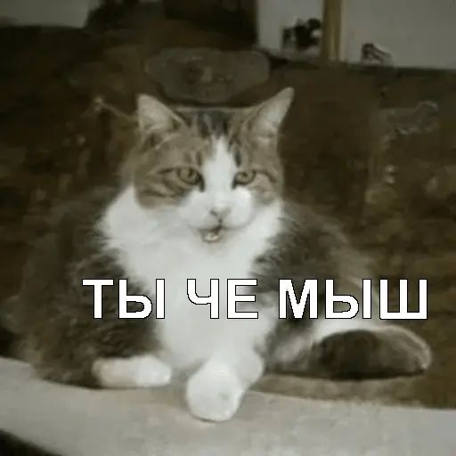 Стикер «Несуществующие коты-12»