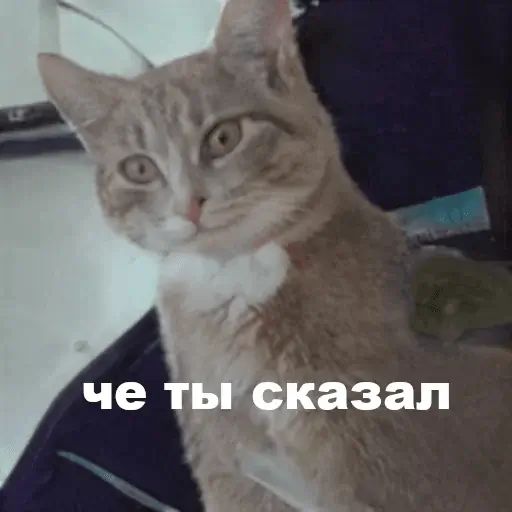 Стикер «Несуществующие коты-4»