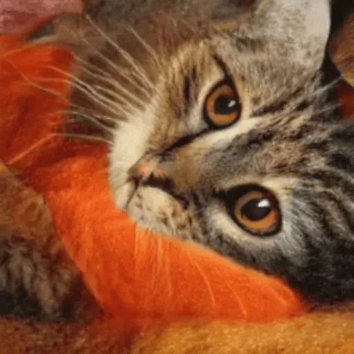 Стикер «Несуществующие коты-7»