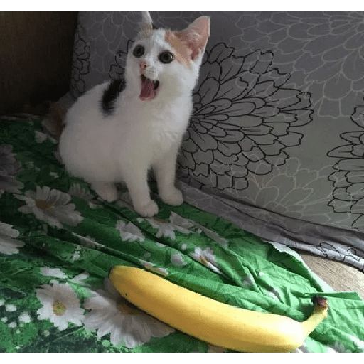 Стикер «Кот ненавидит банан-11»
