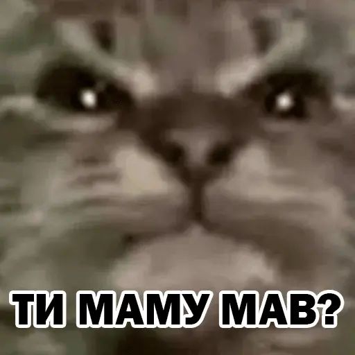 Стикер «Кіт ти маму мав?-2»