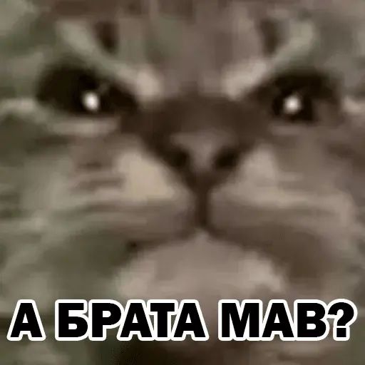 Стикер «Кіт ти маму мав?-4»