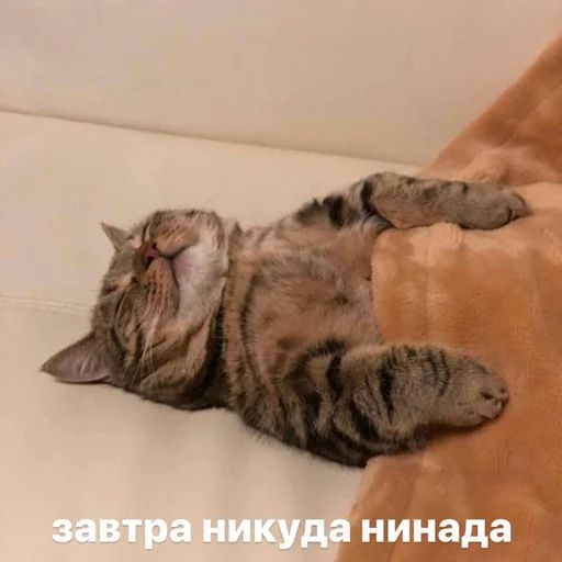 Стикер «Котики бизнес-11»