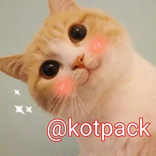 Стикер «Котики бизнес-2»