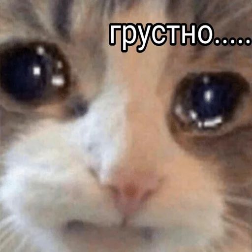 Стикер «Котики бизнес-3»