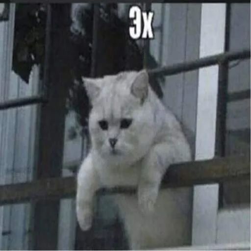 Стикер «Котики бизнес-4»