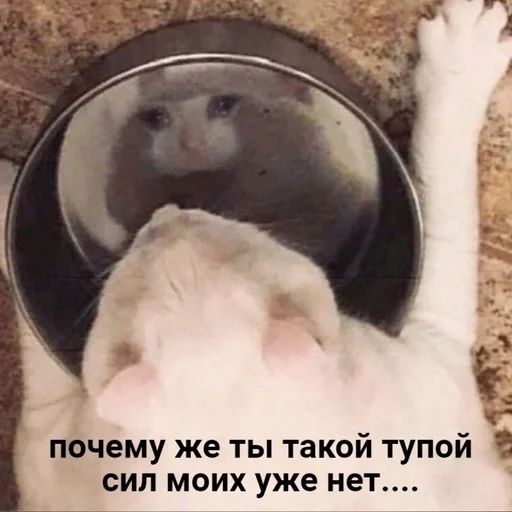 Стикер «Котики бизнес-5»