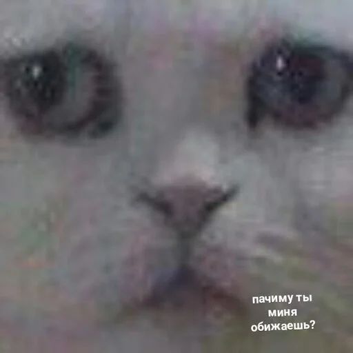Стикер «Котики бизнес-6»