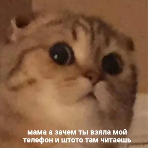 Стикер «Котики бизнес-9»