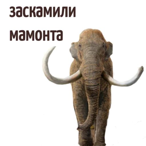 Стикер «Мемы на все случаи жизни-2»