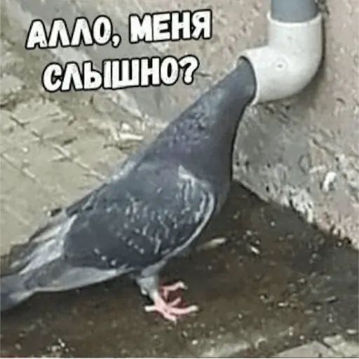 Стикер «Тупорылые мемы-1»