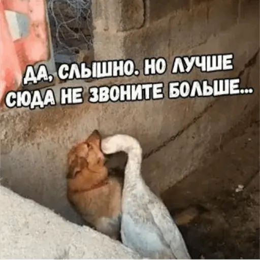 Стикер «Тупорылые мемы-2»