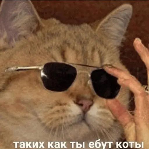 Стикер «Тупорылые мемы-3»
