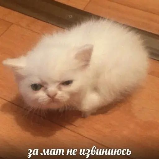 Стикер «Тупорылые мемы-4»