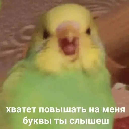 Стикер «Тупорылые мемы-8»