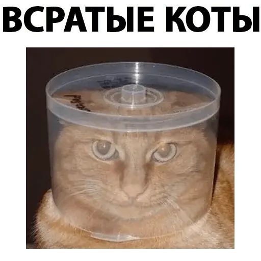 Стикер «Всратые коты-1»