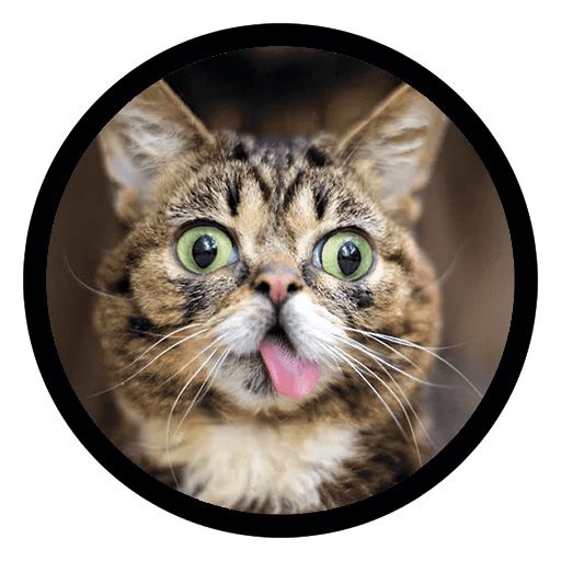 Набор стикеров для Telegram «Смешные котики»