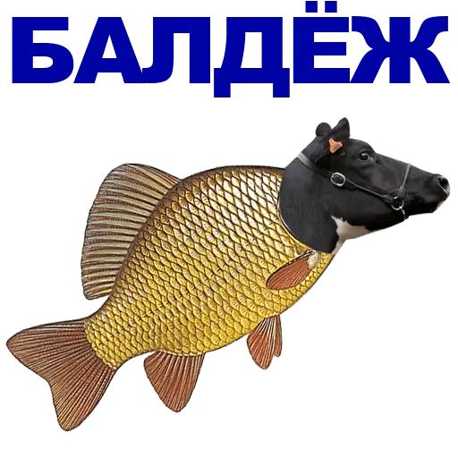 Карась Бай Интернет Магазин