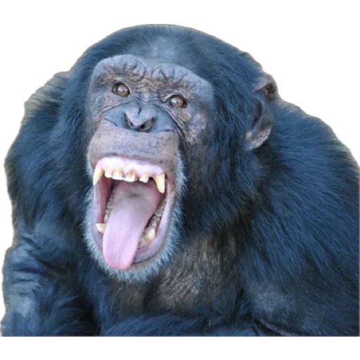 Набор стикеров для Telegram «Monkey пон»