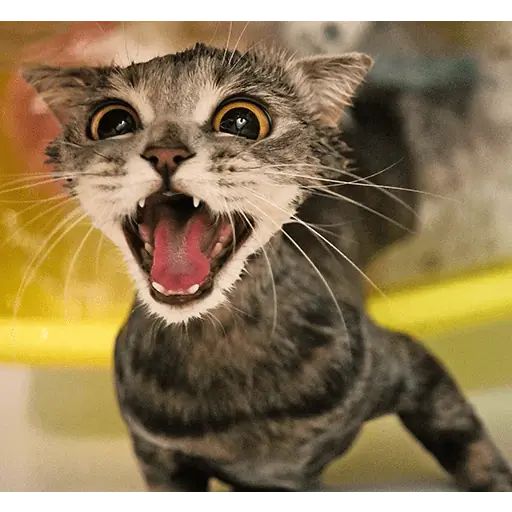 Стикер «Мелисса-10»