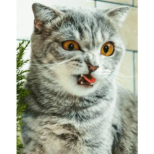 Стикер «Мелисса-12»