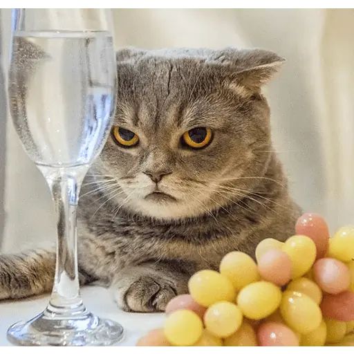 Стикер «Мелисса-4»