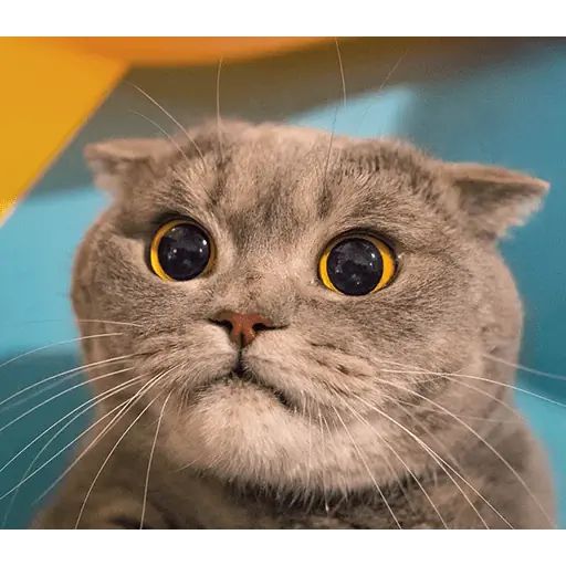 Стикер «Мелисса-6»