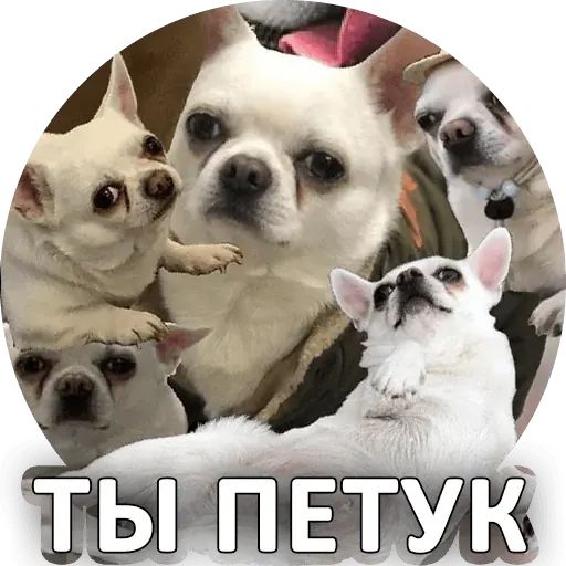 Стикер «Себек-5»