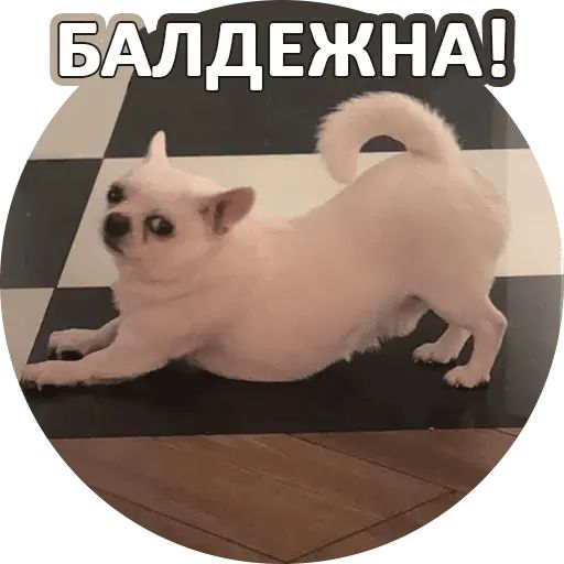 Стикер «Себек-9»