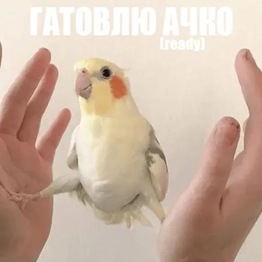 Стикер «Попуги-1»