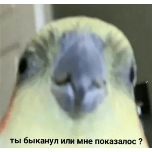Стикер «Попуги-11»