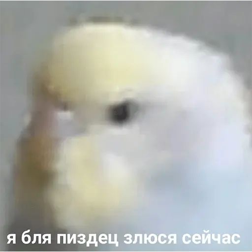 Стикер «Попуги-12»