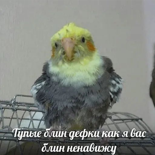 Стикер «Попуги-2»