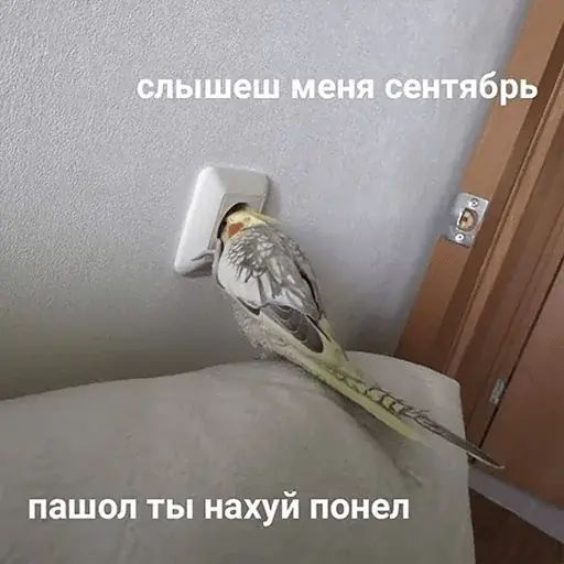 Стикер «Попуги-4»