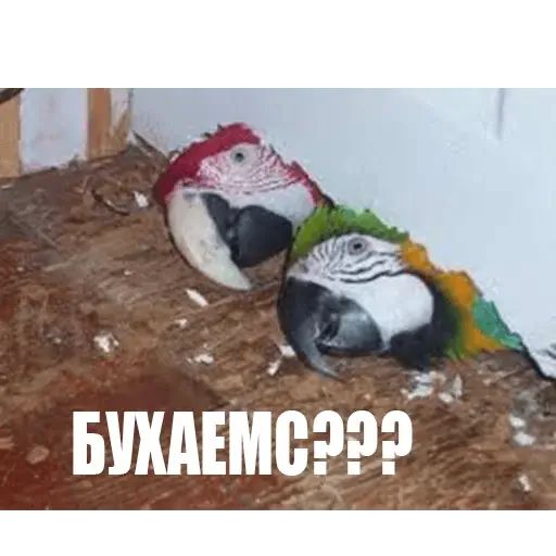 Стикер «Попуги-5»