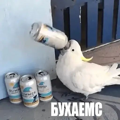 Стикер «Попуги-6»