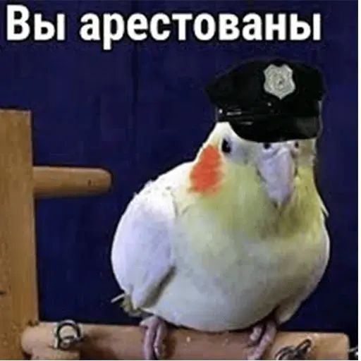 Стикер «Попуги-7»