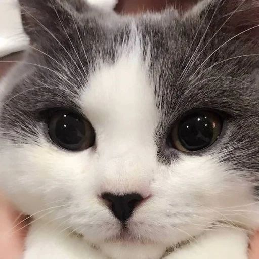 Стикер «Всратые морды котов-1»