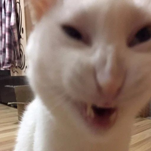 Стикер «Всратые морды котов-10»