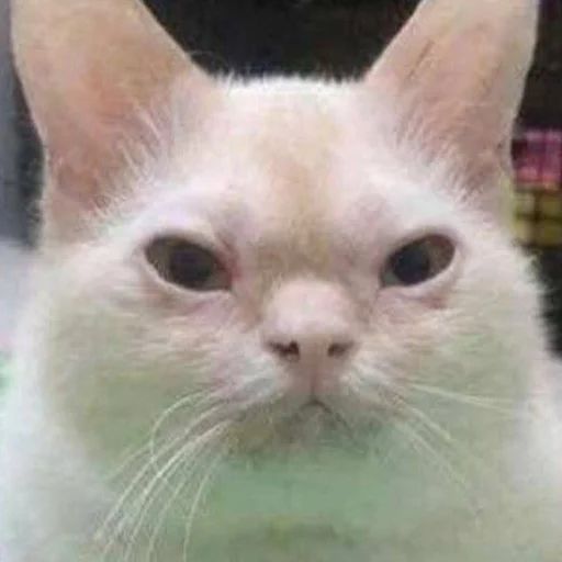 Стикер «Всратые морды котов-11»