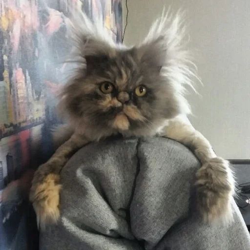 Стикер «Всратые морды котов-12»