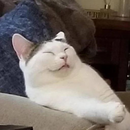 Стикер «Всратые морды котов-2»