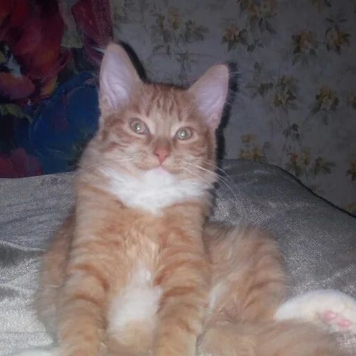 Стикер «Всратые морды котов-3»