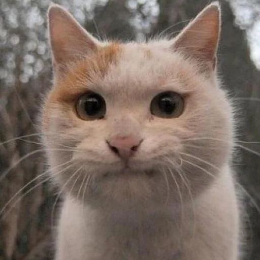 Стикер «Всратые морды котов-4»