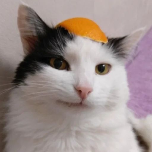 Стикер «Всратые морды котов-5»