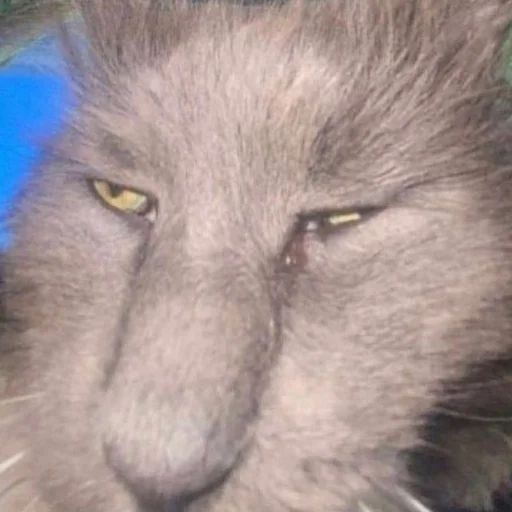 Стикер «Всратые морды котов-6»