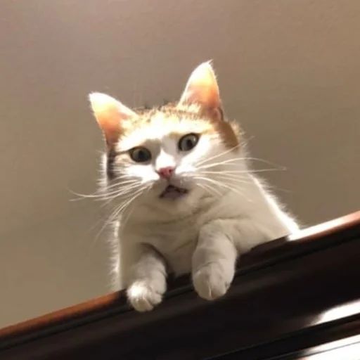 Стикер «Всратые морды котов-7»