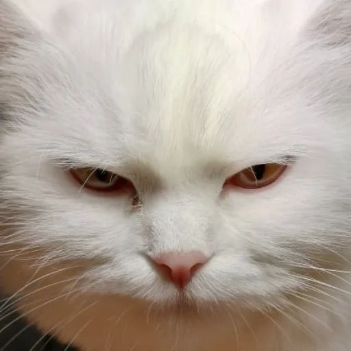 Стикер «Всратые морды котов-8»