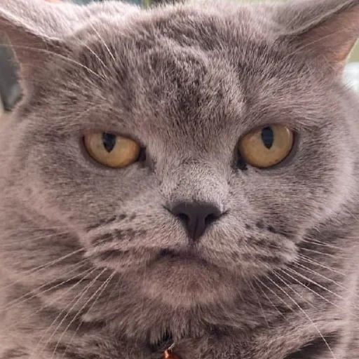 Стикер «Всратые морды котов-9»